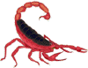 arthropods,scorpion